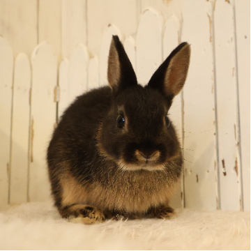 animal_image