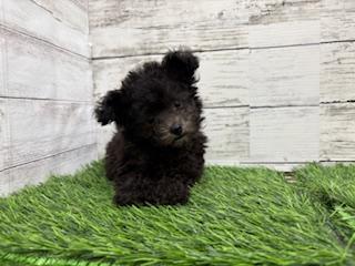 animal_image