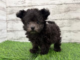 animal_image