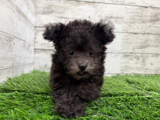 animal_image