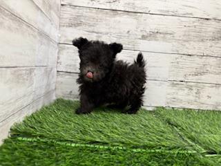 animal_image