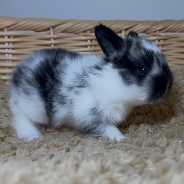 animal_image