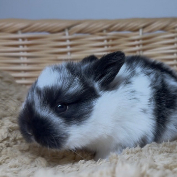 animal_image
