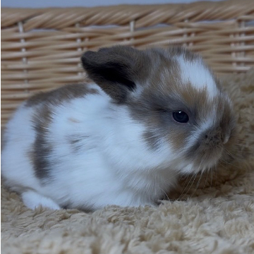 animal_image