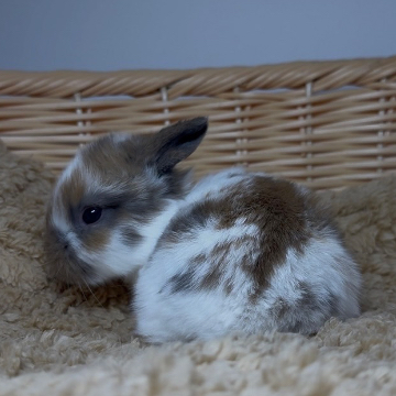 animal_image