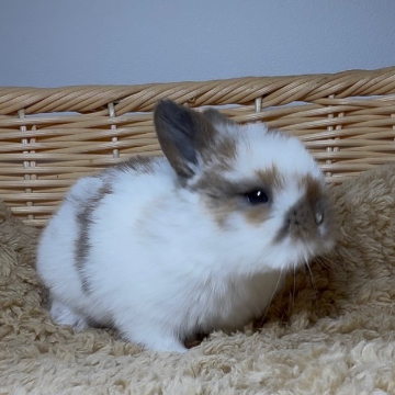 animal_image