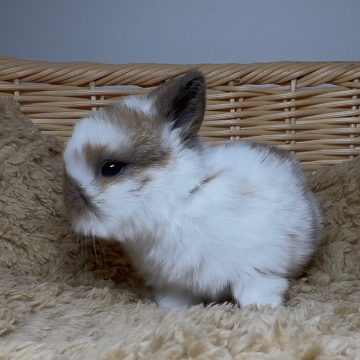 animal_image