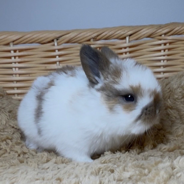 animal_image