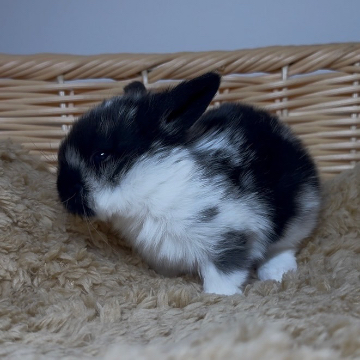 animal_image