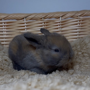 animal_image