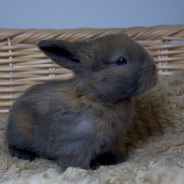 animal_image