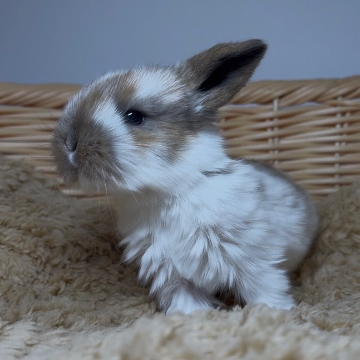 animal_image