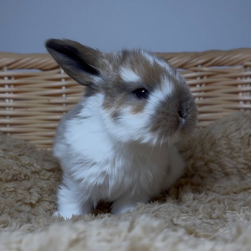 animal_image