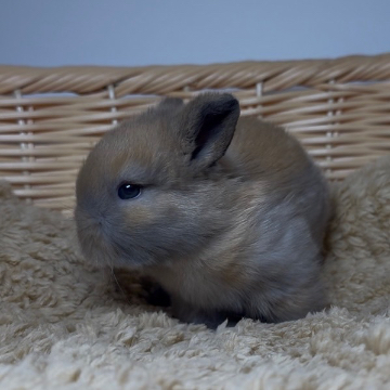 animal_image