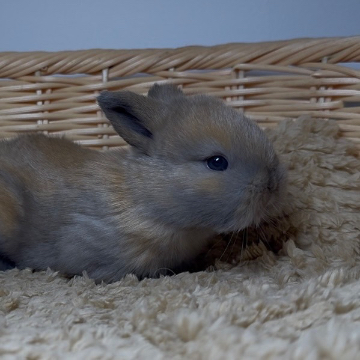 animal_image