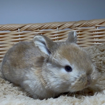 animal_image