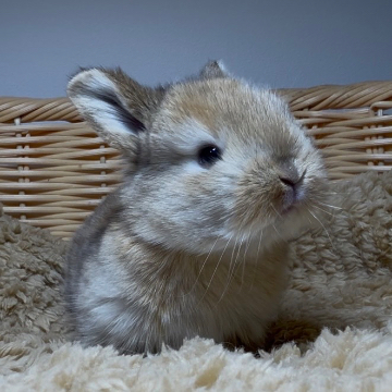 animal_image