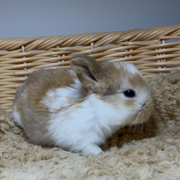animal_image