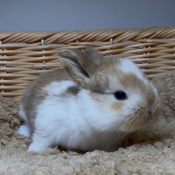 animal_image