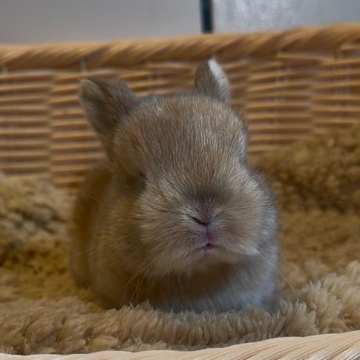 animal_image