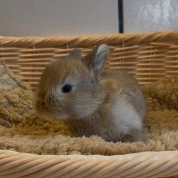 animal_image