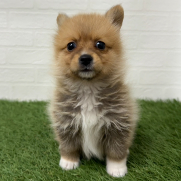 animal_image