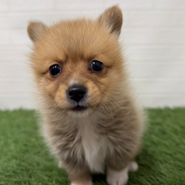 animal_image