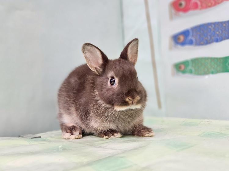 animal_image