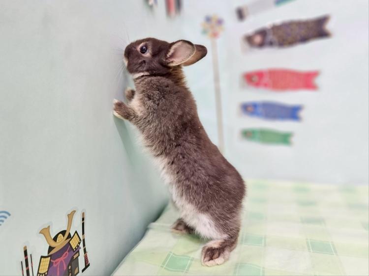 animal_image