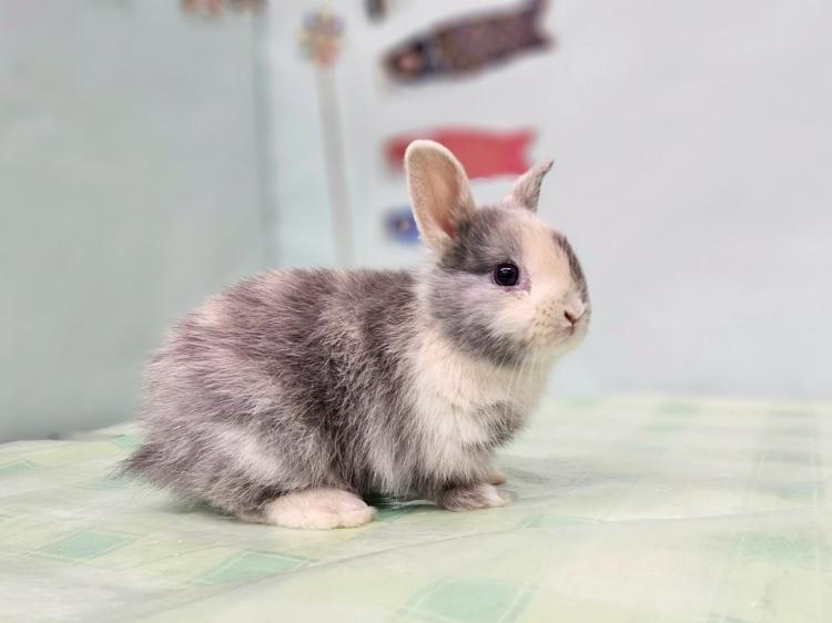 animal_image