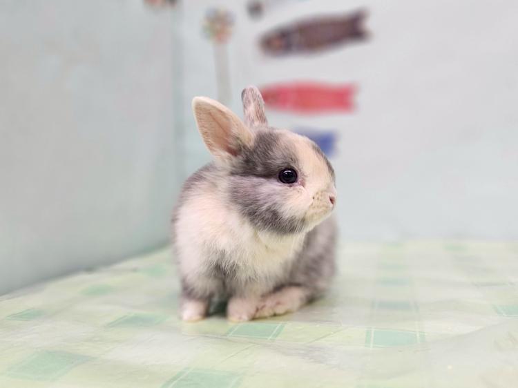 animal_image