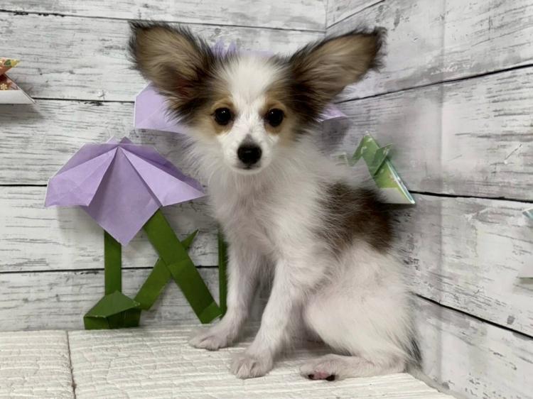 animal_image
