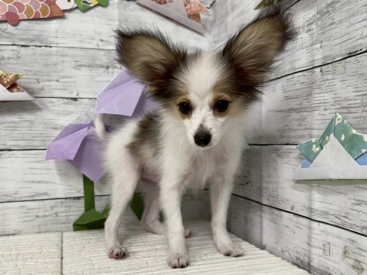 animal_image