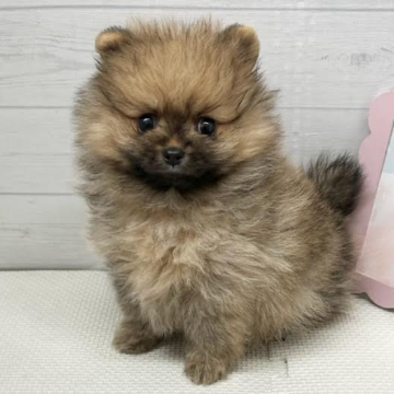 animal_image