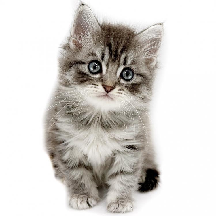 animal_image