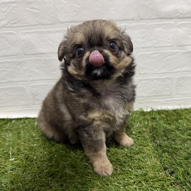 animal_image