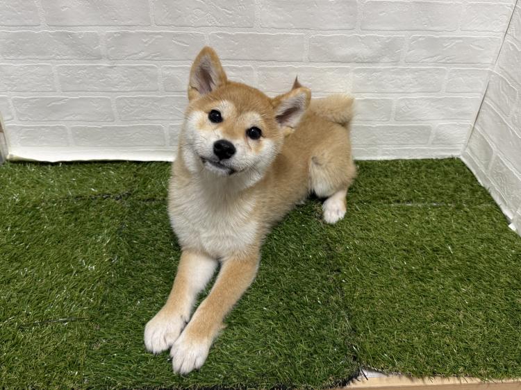 animal_image