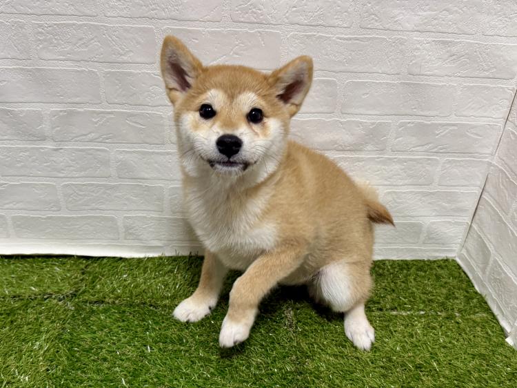 animal_image