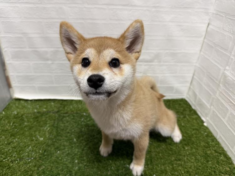 animal_image