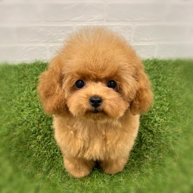 animal_image