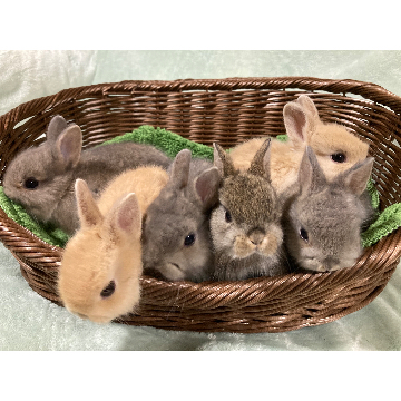 animal_image