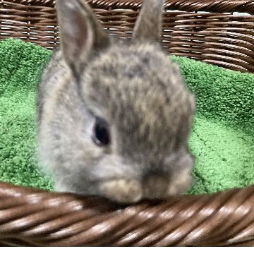 animal_image