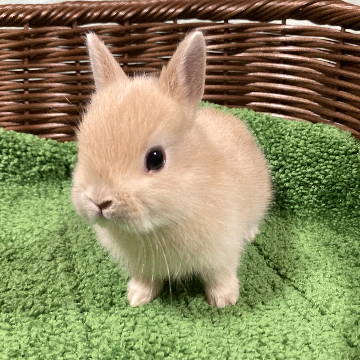 animal_image