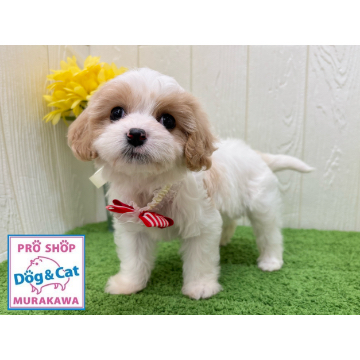 animal_image