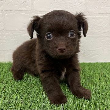 animal_image