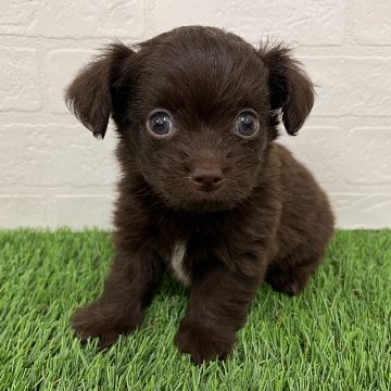 animal_image