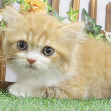 animal_image