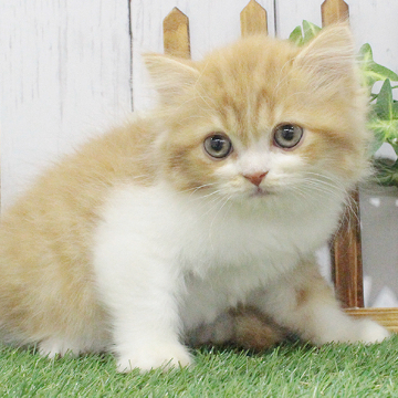 animal_image