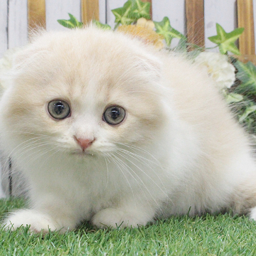 animal_image