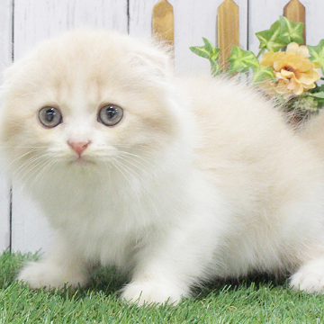 animal_image